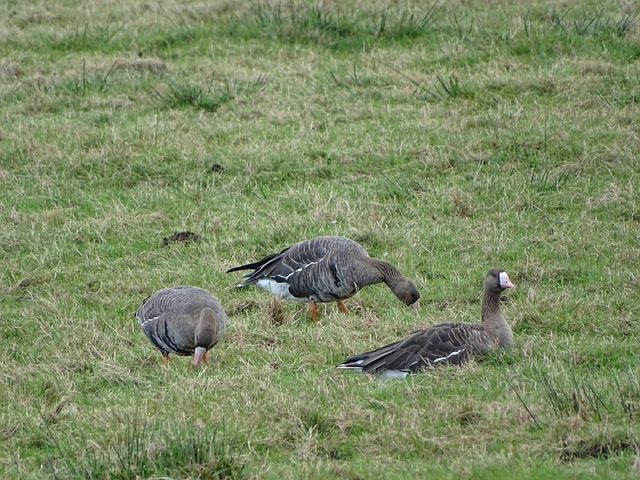 单节20+得分历史前十：KD落榜，东契奇27场，哈登32场，库里43场，詹姆斯呢
